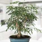 Bonsai Acacia
