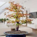 Bonsai Arbol de la Felicidad