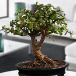 Bonsai Arbol de la Moneda