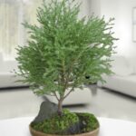 Bonsai Cypress Chino