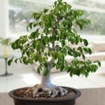 Bonsai Ficus Benjamina