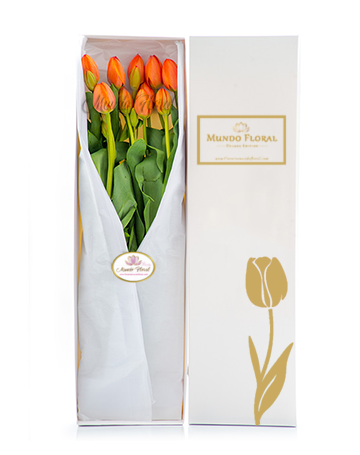 Tulipanes archivos - Florería Mundo Floral