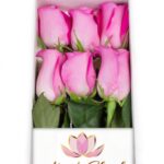 Caja 6 Rosas Fucsias