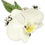 Corsage 01 - Orquidea Blanca