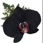 Corsage 09 - Orquidea Negra