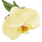 Corsage 18 - Orquidea Crema