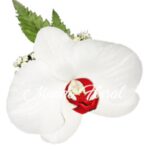 Corsage 23 - Orquidea centro Rojo