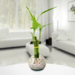 Lucky Bamboo