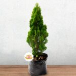 Planta Pino ''Árbol Navideño''