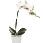 Planta de Orquídea 01