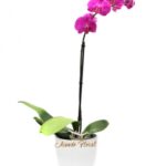 Planta de Orquídea 02