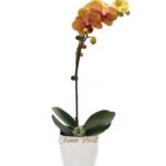 Planta de Orquídea 03