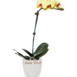 Planta de Orquídea 04