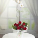 Planta de Orquídea 05