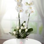 Planta de Orquídea 07