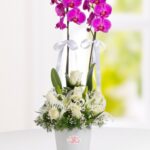 Planta de Orquídea 08