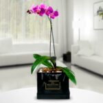 Planta de Orquídea 09