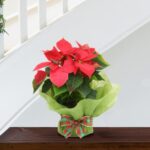 Poinsettia ''Flor de Pascua''